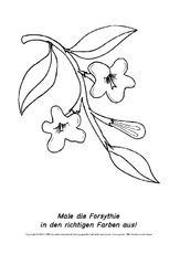 Frühlingsblüher-Ausmalbilder 14.pdf